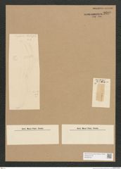 Diatomeae indet. Zeichnungen Sammlung Grunow Nr. 2600 (NHMW-BOT-W0369794)